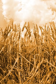 golden corn as the nice cereal background