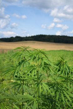 marijuana field and blue sky in the czech republic 