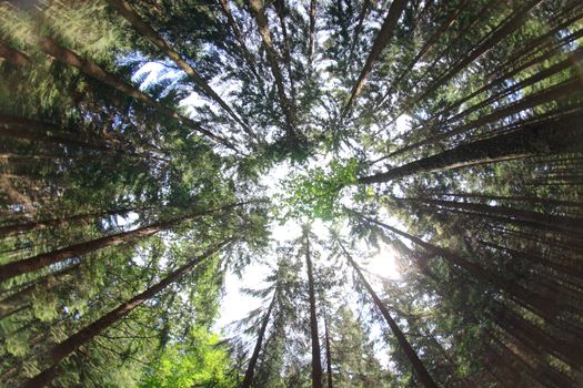 deep green forest and the blue sky 