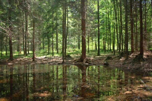 nice forest river from the czech republic