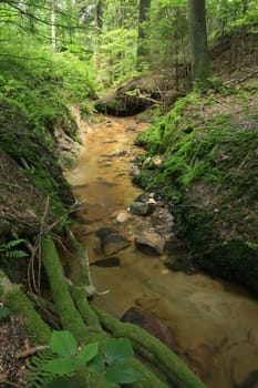 small river in the deep green forest 
