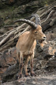 nice big chamois in the rocky mountains 