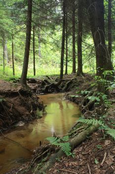 nice forest river from the czech republic