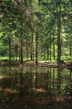 nice small river from the spring forest 