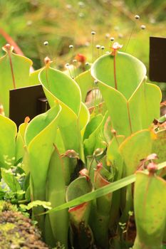 carnivorous plants from the botanical garden in prague