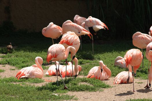 nice ping flamingos in the green park 