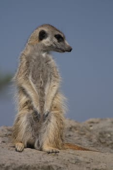 suricata is waiting with blue sky behind him