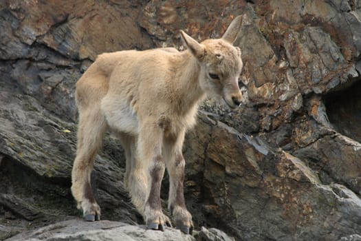 nice small chamois in the rocky mountains 