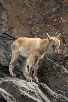 nice small chamois in the rocky mountains 