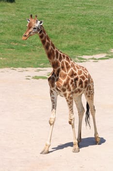 nice giraffe in the ZOO in the Prague