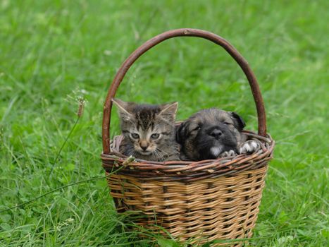 cat and dog in the basket (valentine day)