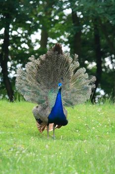 nice peacock bird in the green park 