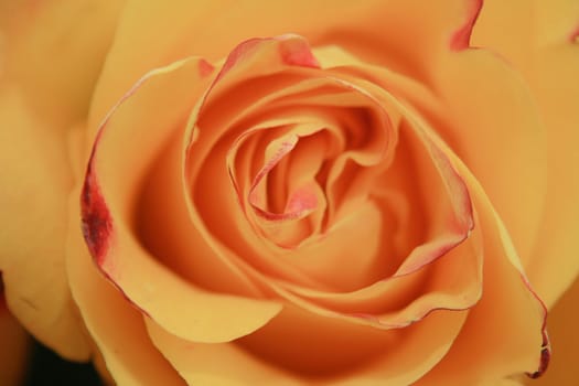 very nice orange rose as easy wedding background