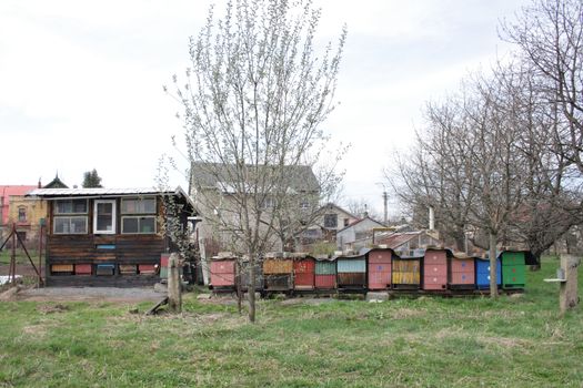 czech bee farm in the early spring