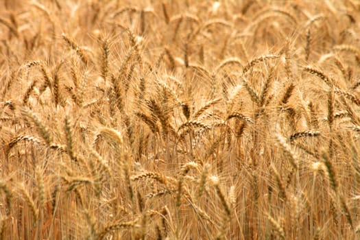 golden corn as very nice natural background