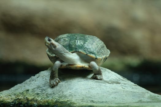 water turtle in the nature is waiting 