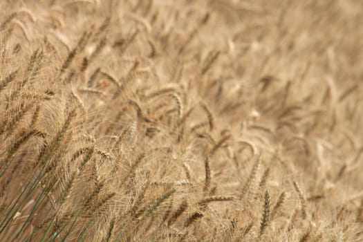 very nice gold corn as natural background