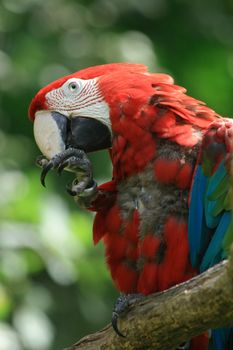 red ara bird in the green nature 