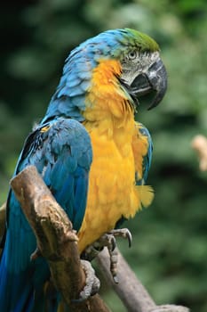 blue ara bird in the green nature 
