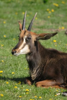 very nice chamois on the fresh green grass