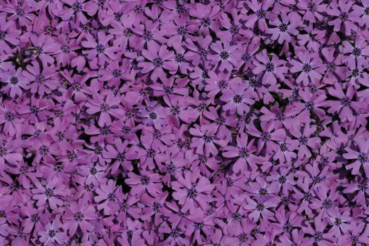 violet flower as very nice natural background