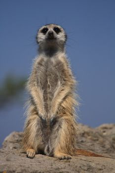 suricata is waiting with blue sky behind him