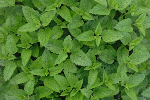 very nice mint background from the nature 