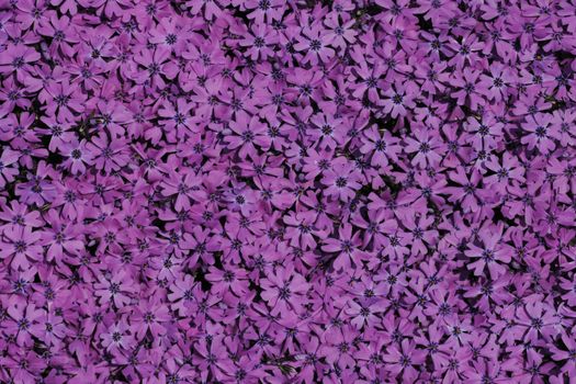 violet flower as very nice natural background
