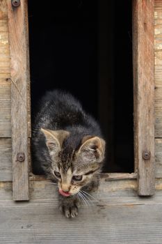 small cat is resting in her house 
