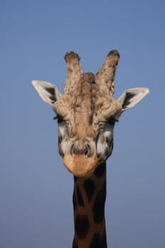 head of giraffe and nice blue sky 