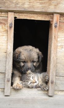 small cat and dog and their nice wooden home 