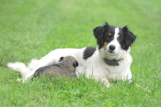 dog and her son drinking dog milk 