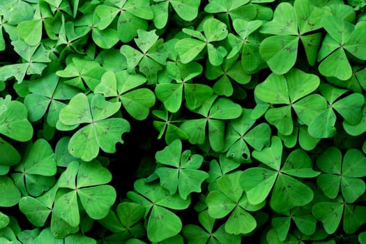 green leaves as very nice natural  background