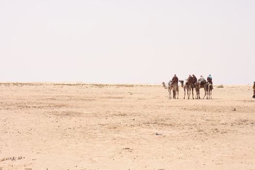 camels and dry sahara in the Tunisia 