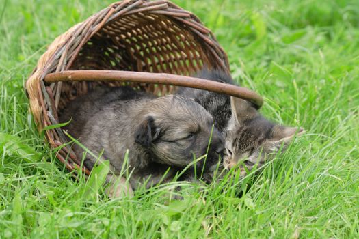 cat and dog in the basket (valentine day)