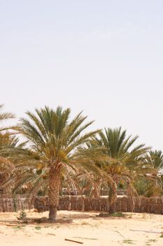 djerba nice oasis with palms in the desert 