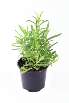 green grocery isolated on the white background