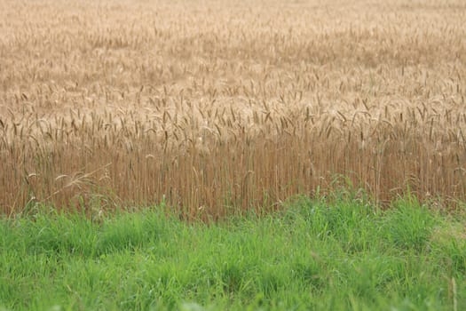 very nice gold corn as natural background
