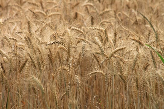 golden corn as the nice cereal background