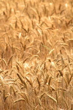 golden corn as very nice natural background
