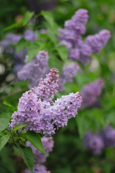 very nice violet flower as spring background