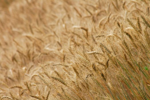 golden corn field as nice natural background
