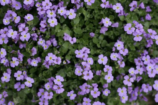 violet flowers as very nice natural  background
