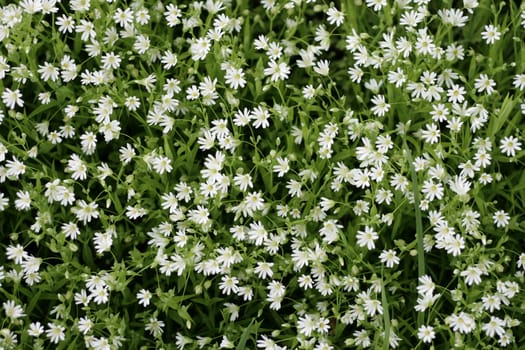 white flowers as very nice natural  background