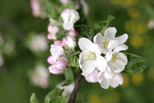 apple flowers as very nice natural  background