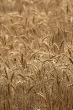 golden corn as the nice cereal background