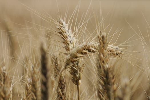 very nice gold corn as natural background