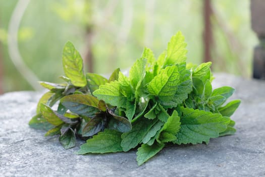 very nice mint background from the nature 
