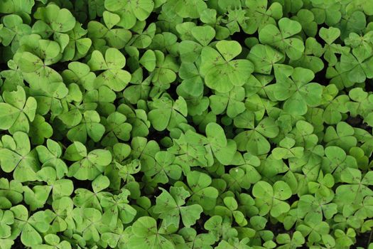 very nice green leafy background from the nature 