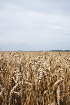 golden corn as very nice natural food background